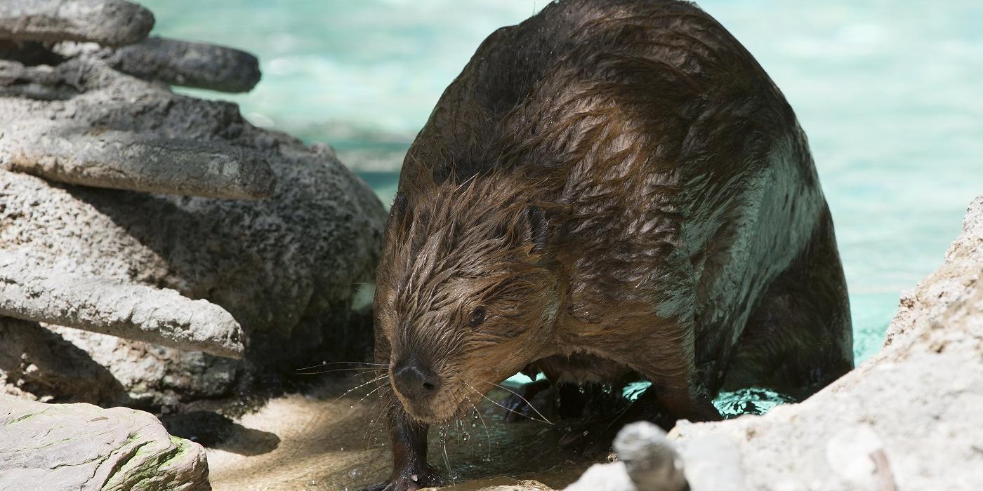 Beaver | Smithsonian's National Zoo and Conservation Biology Institute