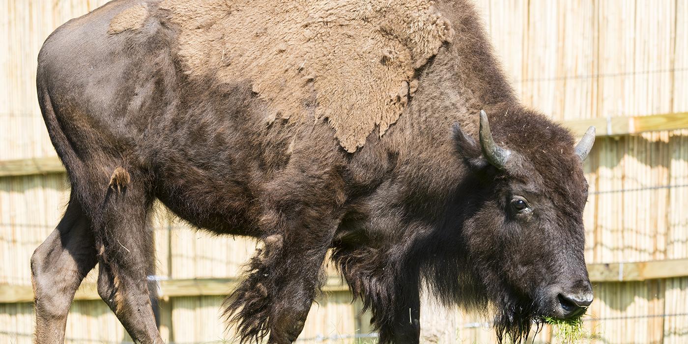Fuck Around And Find Out Buffalo, Fuck Around And Find Out Bison