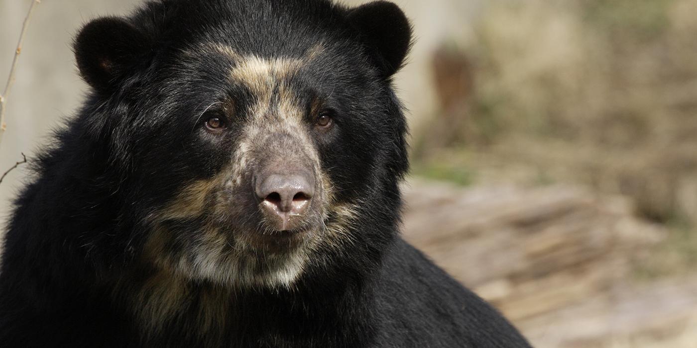 A close-up photo of an Andean bear that has dark fur and a lighter, tan patch of fur around its face and snout