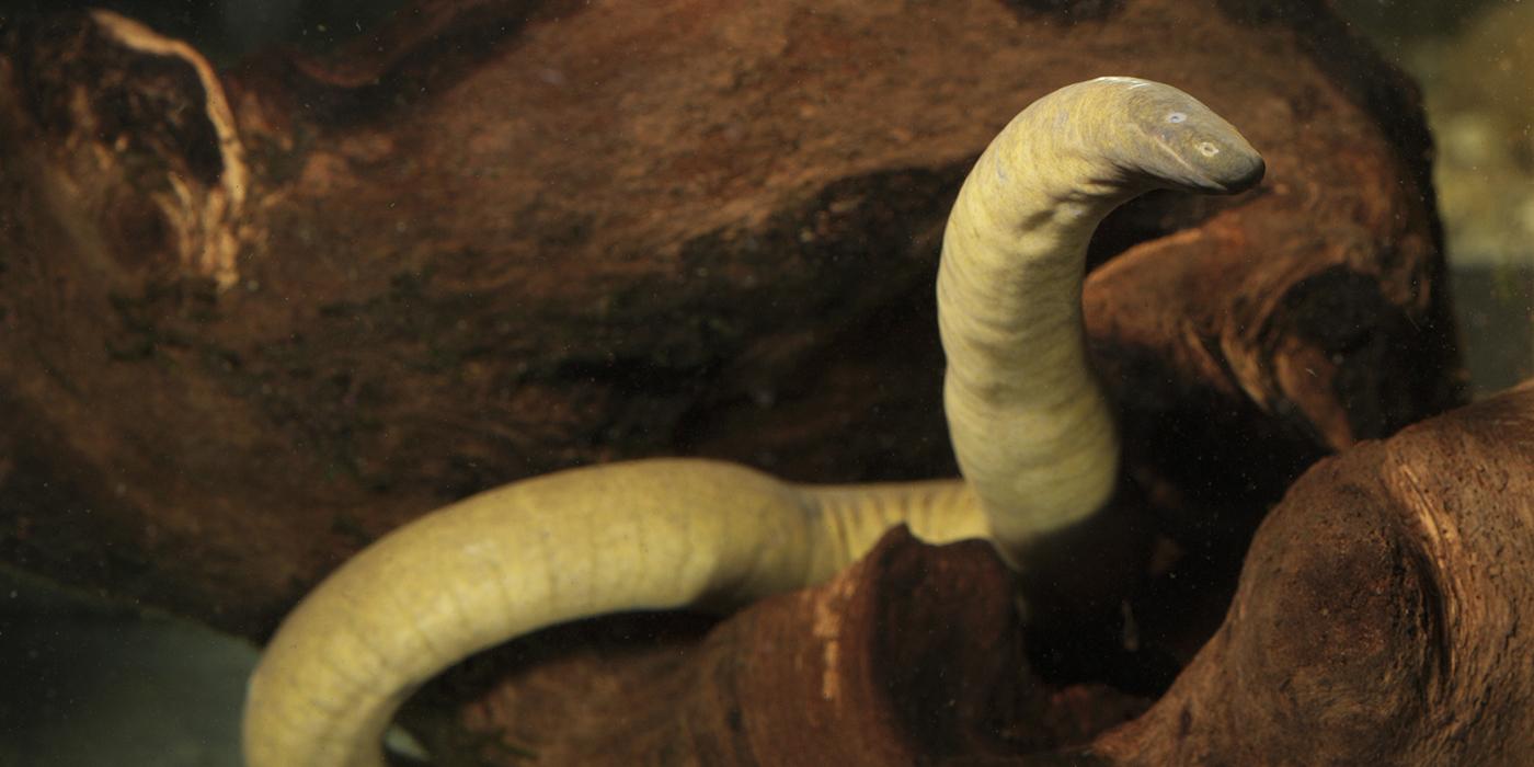 King cobra  Smithsonian's National Zoo and Conservation Biology Institute