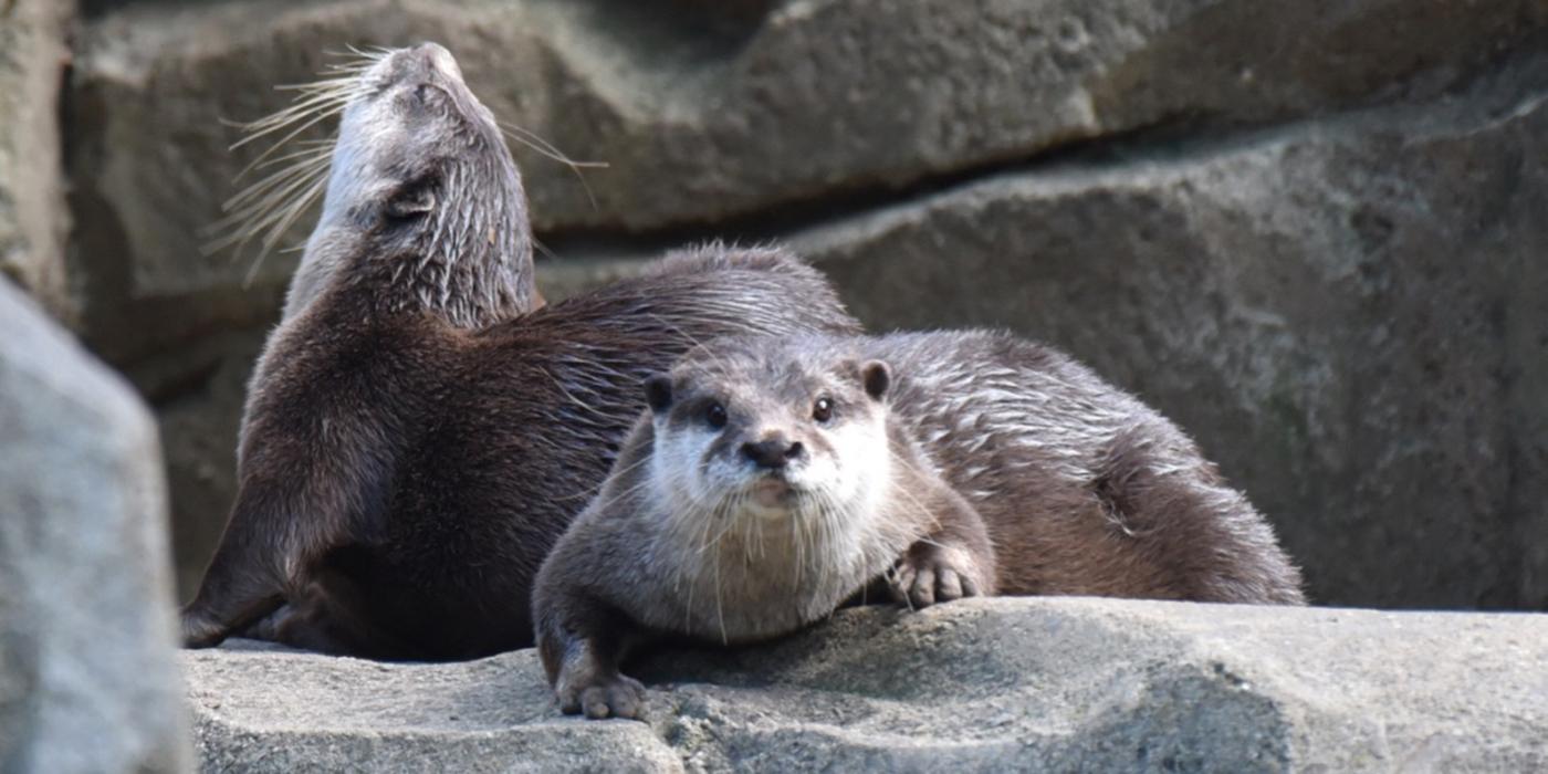 Two Asian small-clawed otters--weasel-like animals with tiny ears and sleek, wet fur--laying on large rocks