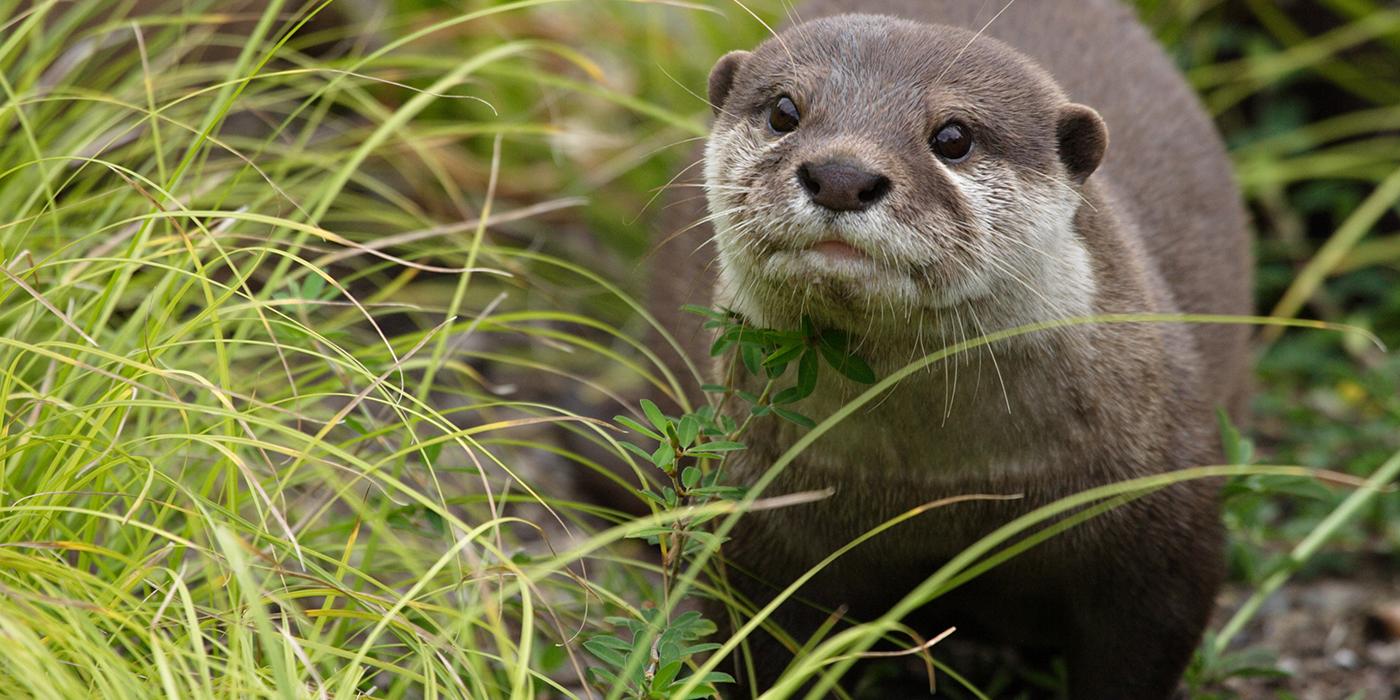 An Asian small-clawed otter in the grass. It is a weasel-like animal with small ears, whiskers, sleek, coarse fur, and a long tail.
