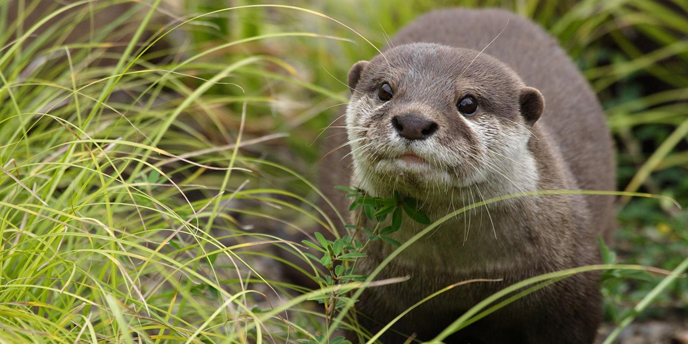 An Asian small-clawed otter in the grass. It is a weasel-like animal with small ears, whiskers, sleek, coarse fur, and a long tail.