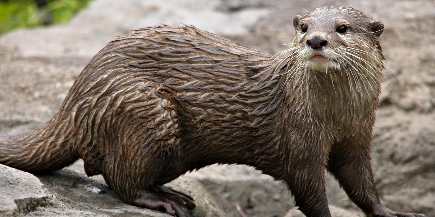 An Asian small-clawed otter walking on rocks. It's a weasel-like animal with small ears, whiskers, short lets, sleek, coarse, wet fur, and a long, thick tail.