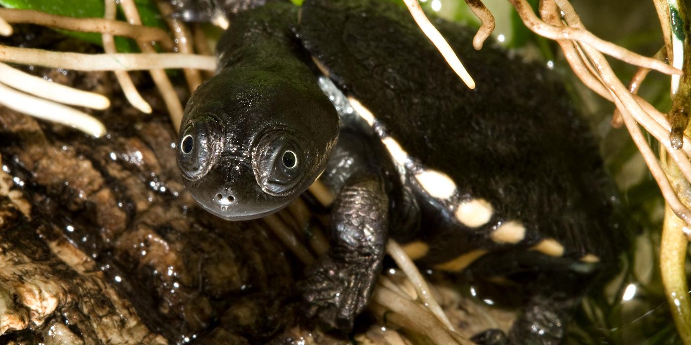 A baby Australian snake-necked turtle, with dark gray skin and a dark gray shell with white spots around its edge, climbs out of the water onto a log