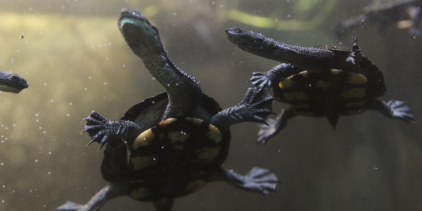 Two Australian snake-necked turtles that are dark gray with light spots on their undersides and around the edge of their shells swims in the water