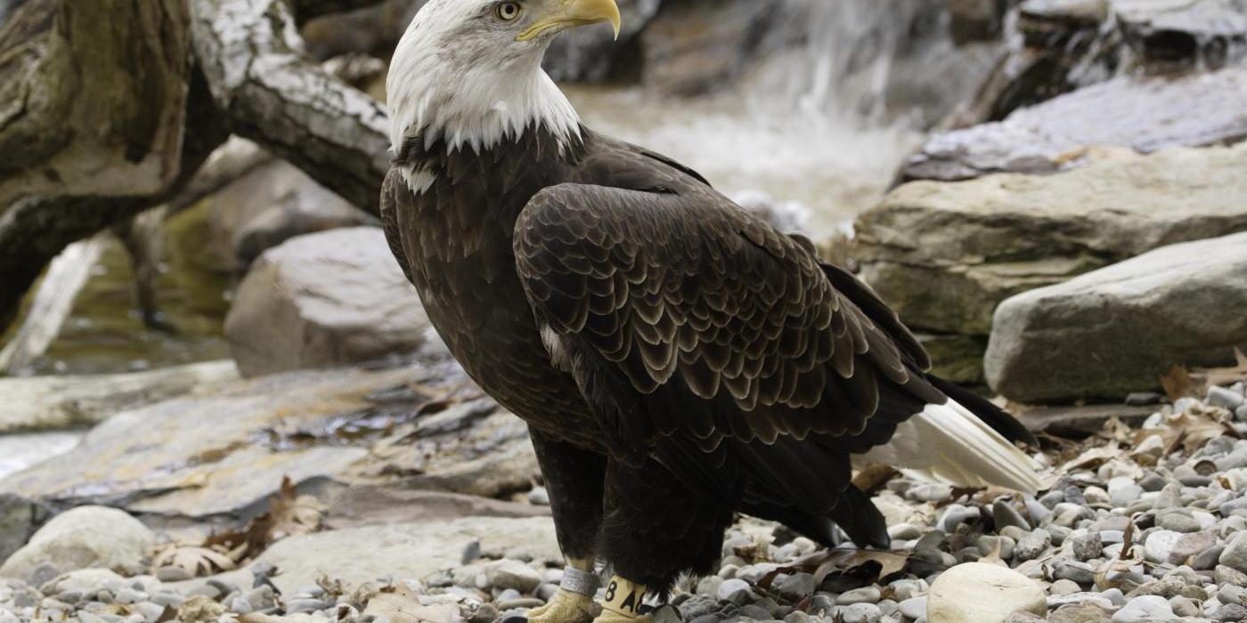 Bald eagle standing on ground with its white head and tail and yellow feet and bill
