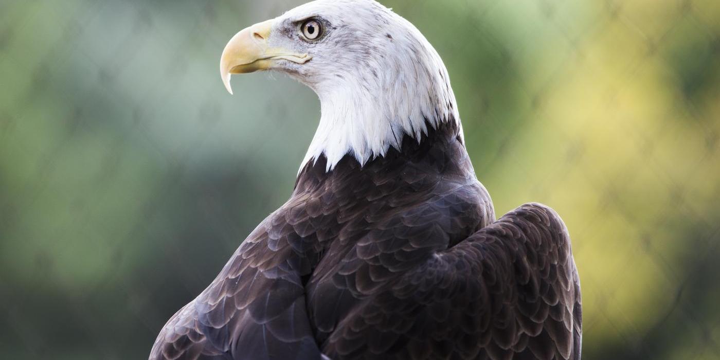 Bald eagle Smithsonian s National Zoo and Conservation Biology