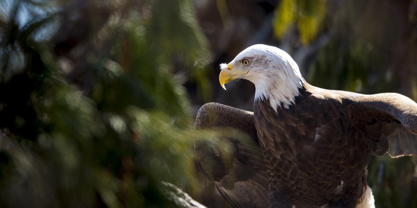 Bald eagle  Smithsonian's National Zoo and Conservation Biology