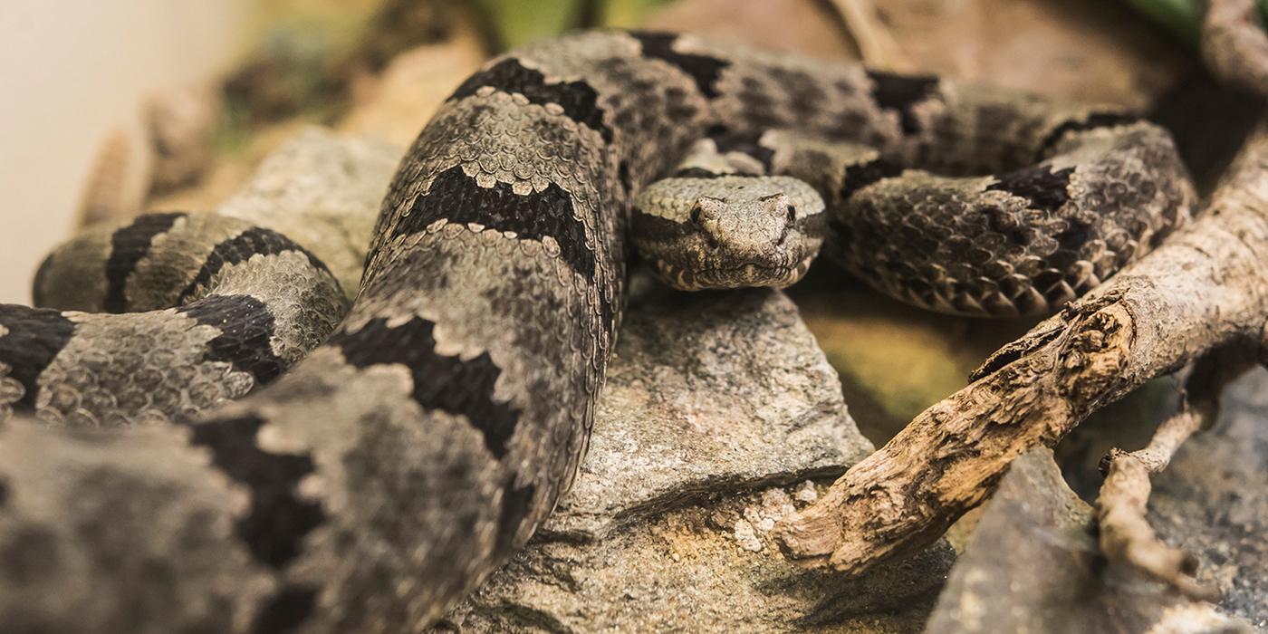 A gray snake with black-blotched stripes along its body, called a banded rock rattlesnake, slithers across a rock and branches