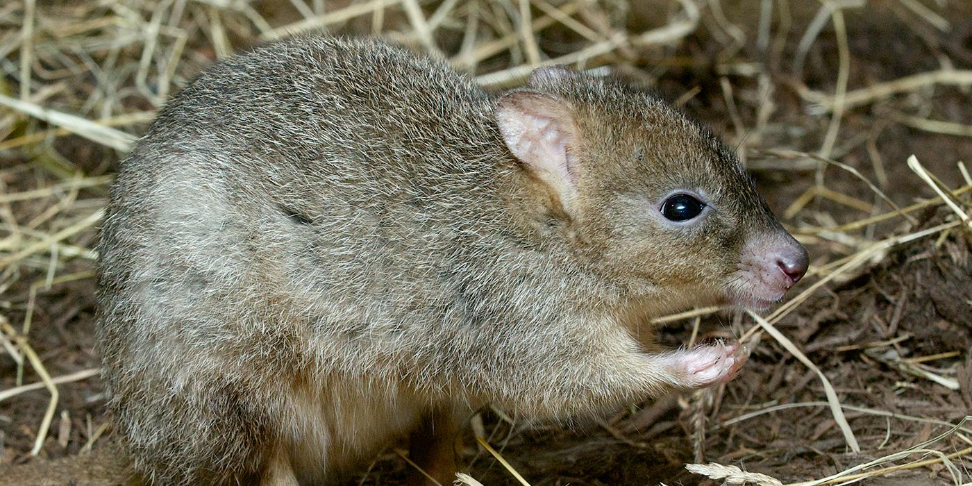 Furry brown small mammal that vaguely resembles a rabbit