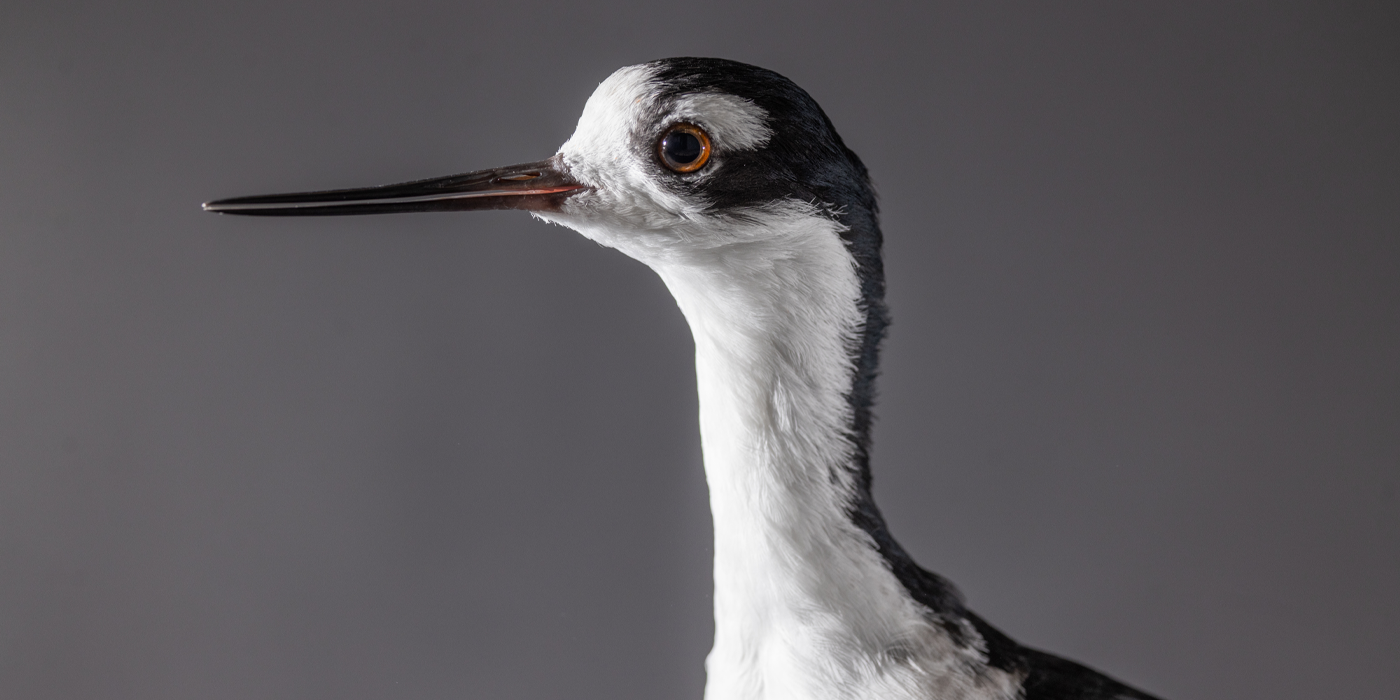 Close-up of the head of a black-necked stilt. The upper part of its head and neck are black, and the forehead, throat, and undersides of the neck are white. It has a long, thin straight bill. 