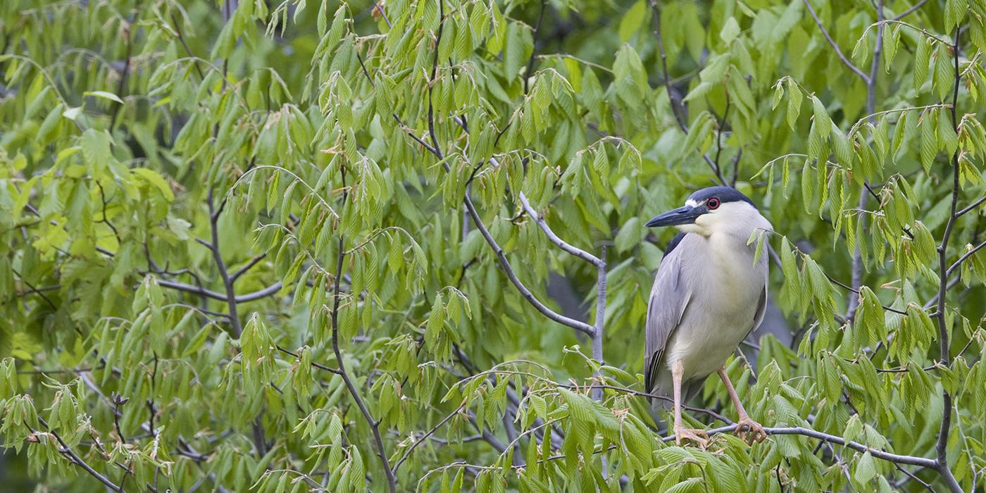 A black-crowned night heron perched in a tree surrounded by green leaves