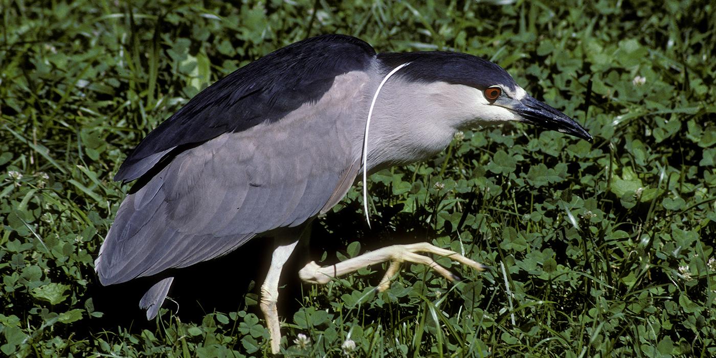 large gray bird with black cap and back. A white plume hangs across its shoulder as it gingerly steps across a lawn