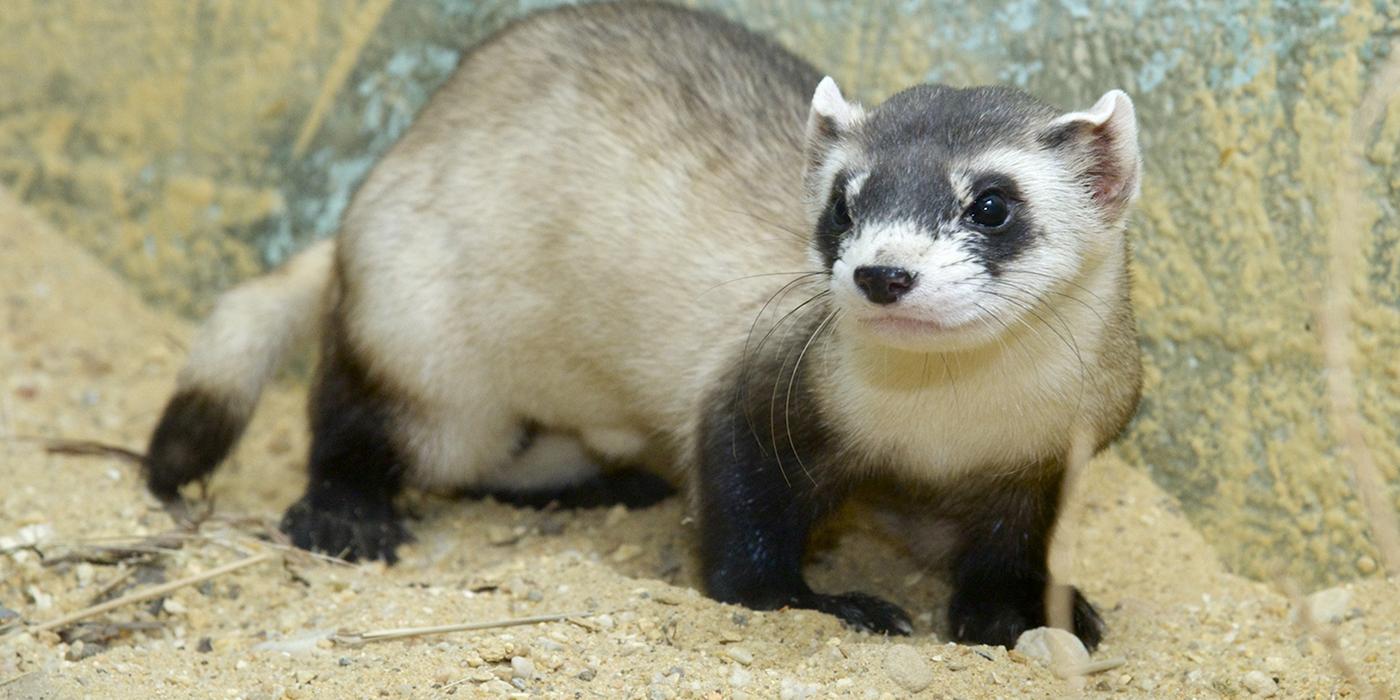 Black and white store ferret