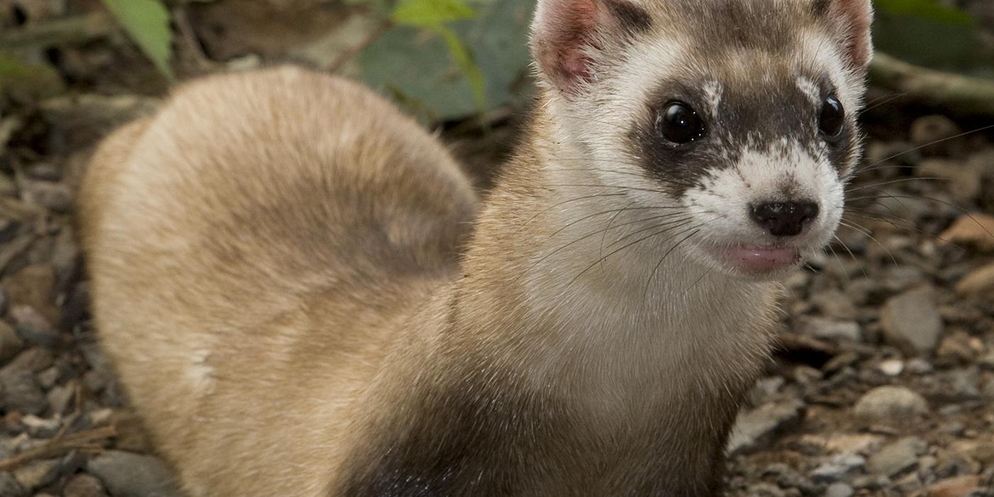 a black-footed ferret on dirt