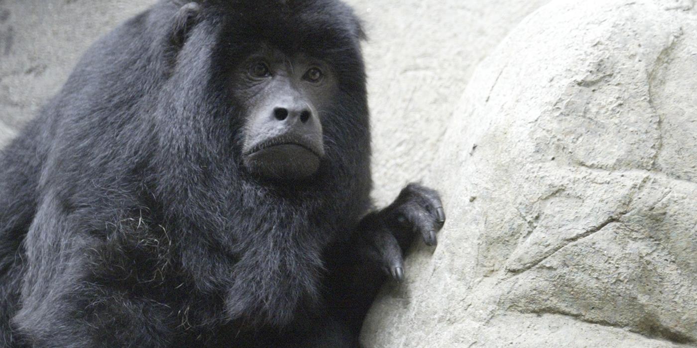 Black Howler Monkey | Smithsonian's National Zoo And Conservation ...