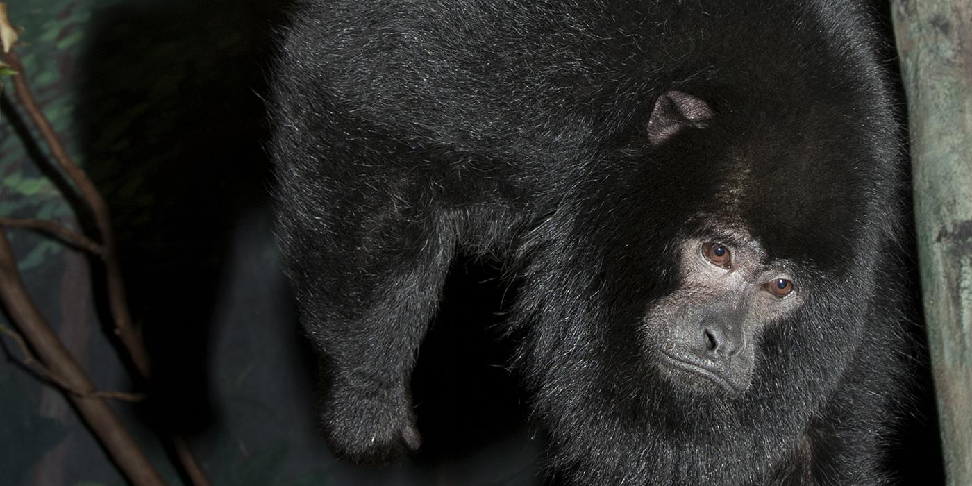 Black monkey with thick fur and a rather dour expression