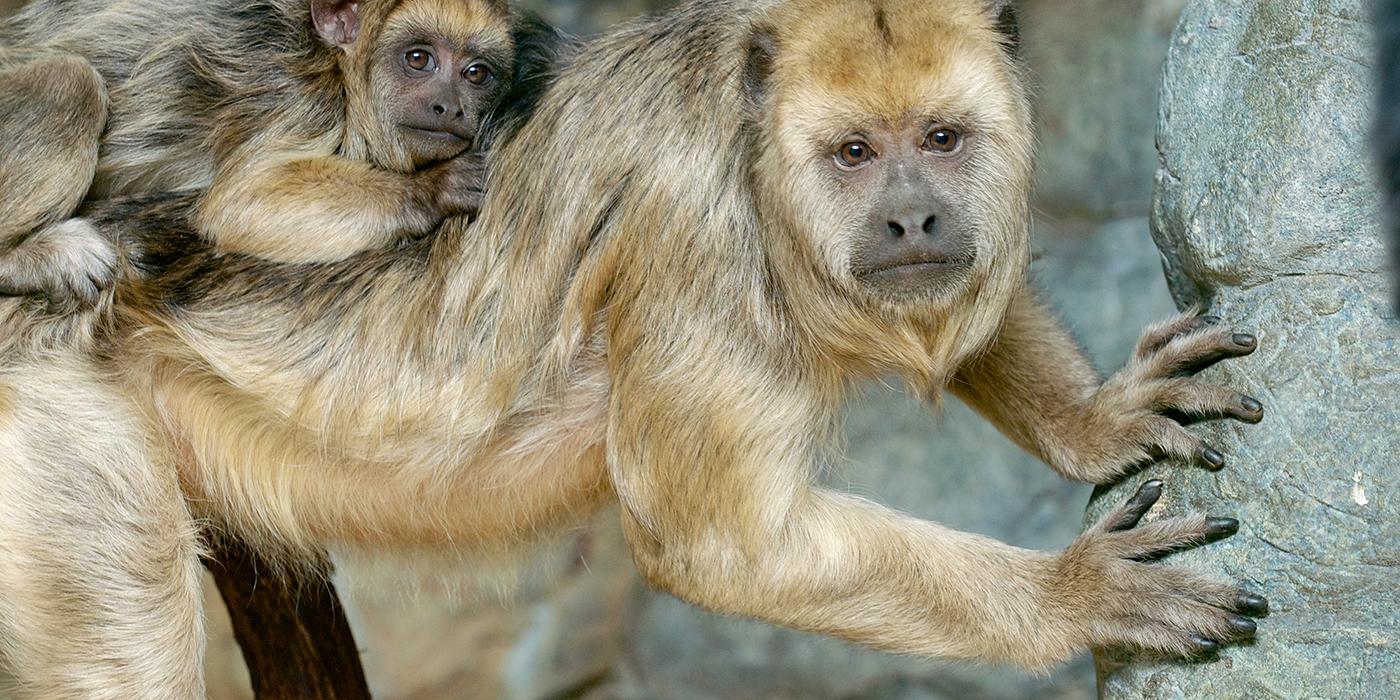 Black howler monkey with baby on back