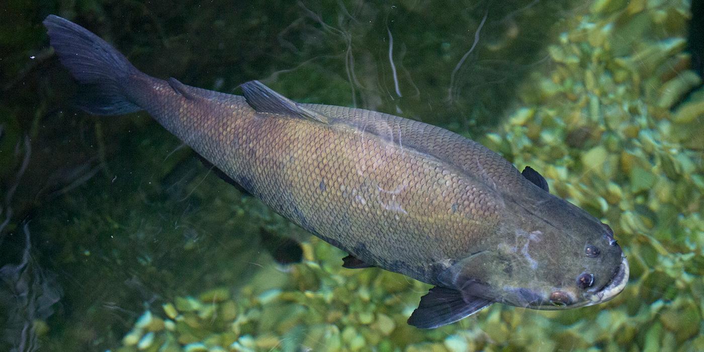 Black pacu  Smithsonian's National Zoo and Conservation Biology Institute