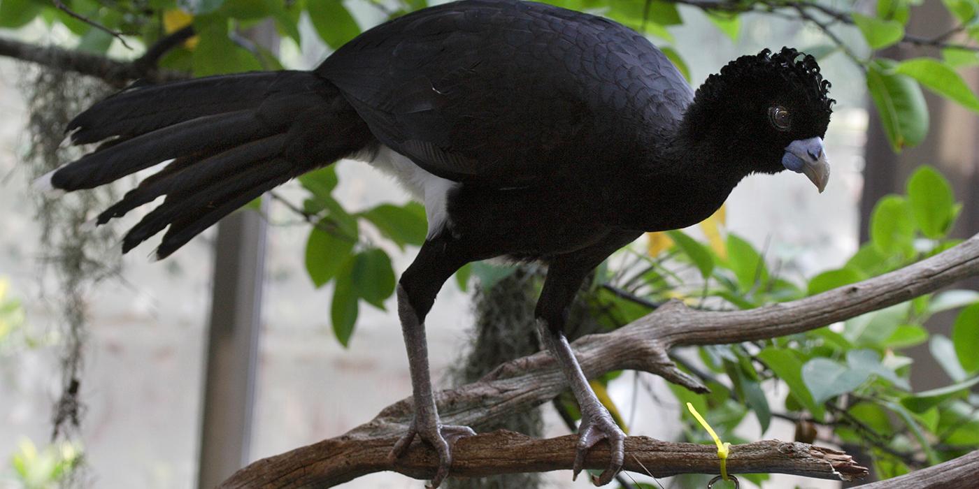 large black bird with a long tail and legs and a short, stubby bill perched on a branch