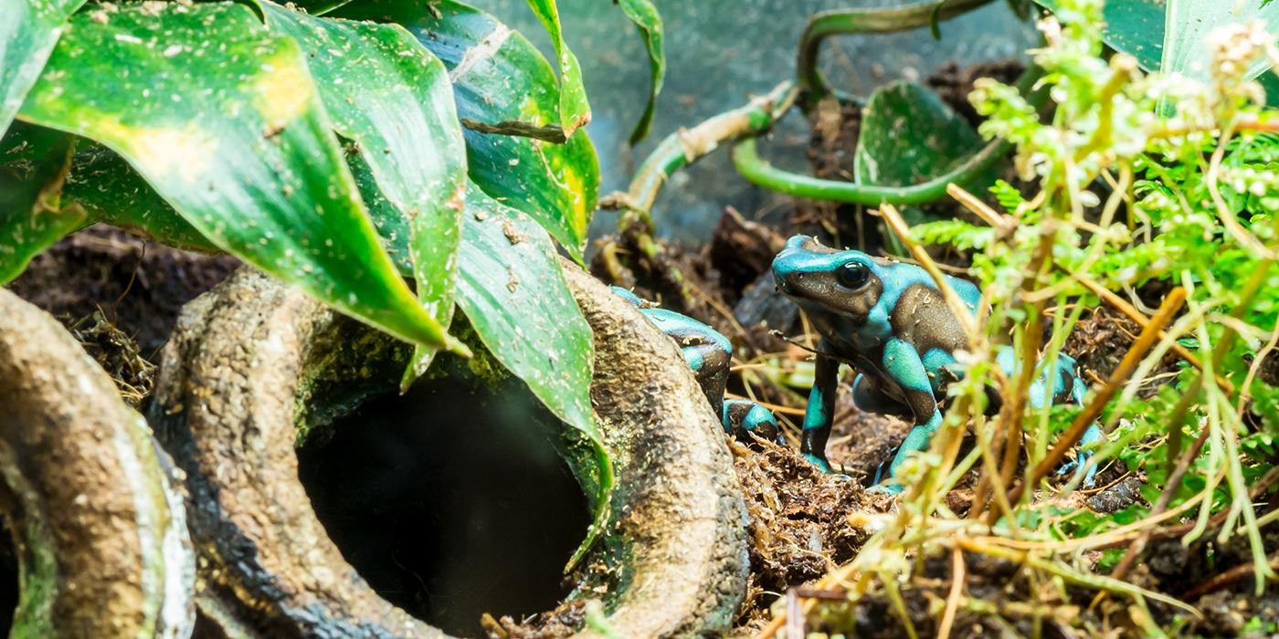 Poison Dart Frogs In The  Rainforest