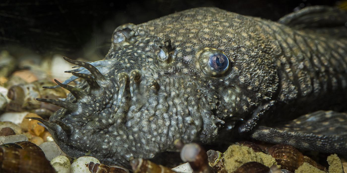 Suckermouth Catfish | Smithsonian's National Zoo And Conservation ...