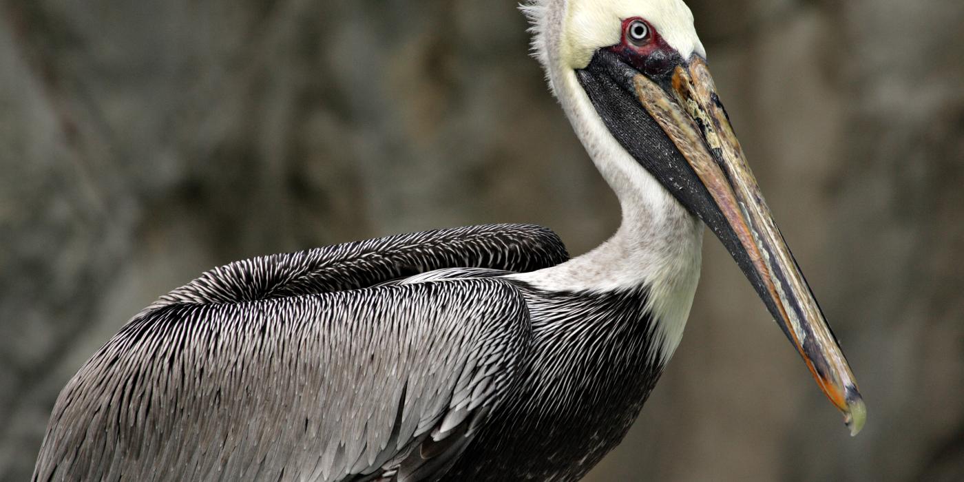 A brown pelican, with a gray-brown body, white neck and head, and long bill