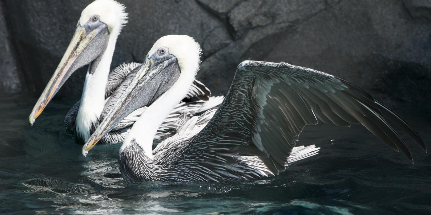 two pelicans swimming with their white heads and huge bills visible
