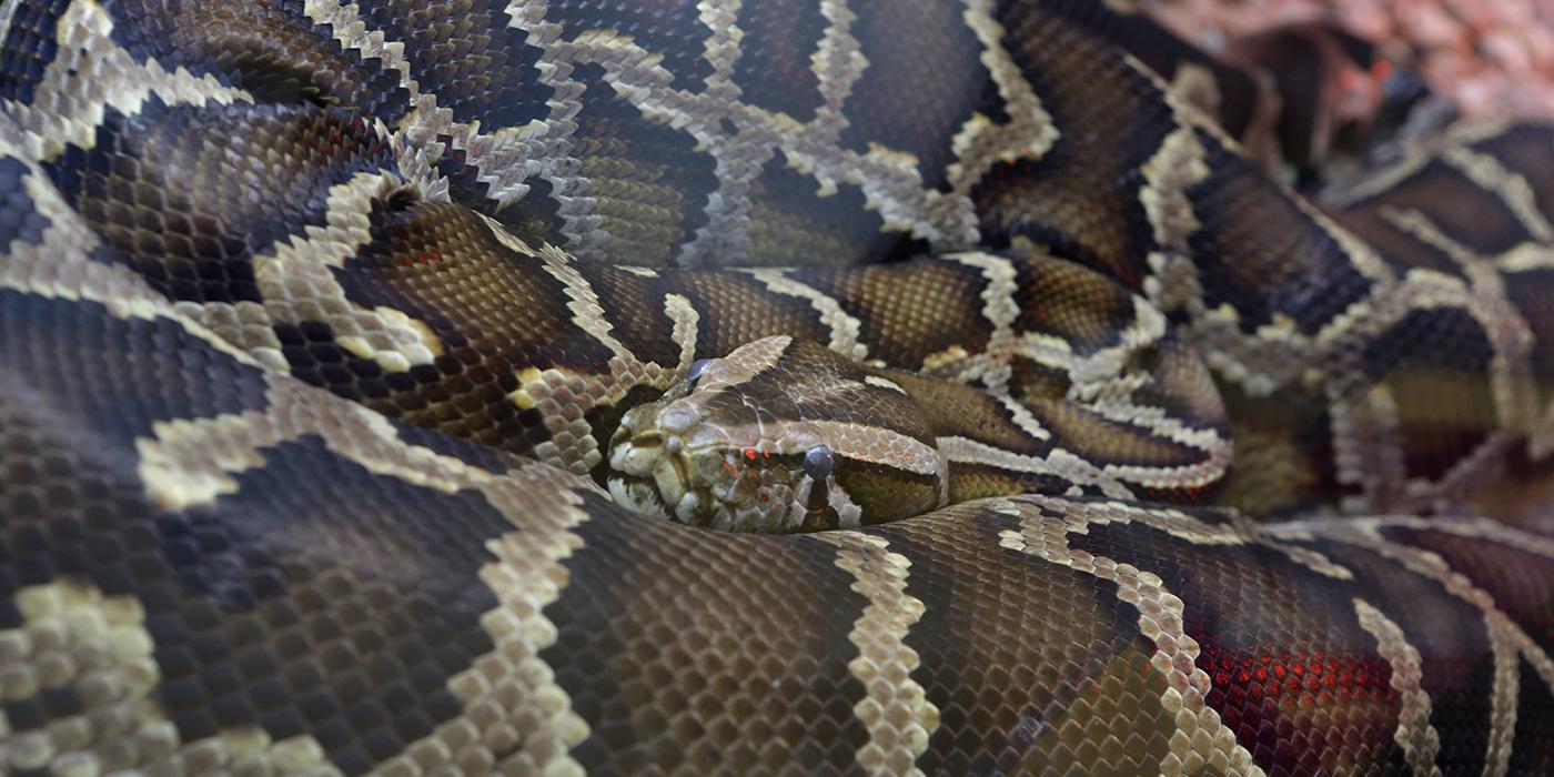 Huge snake coiled with head at center. Body is patterned with blotches of brown and separated by bands of white