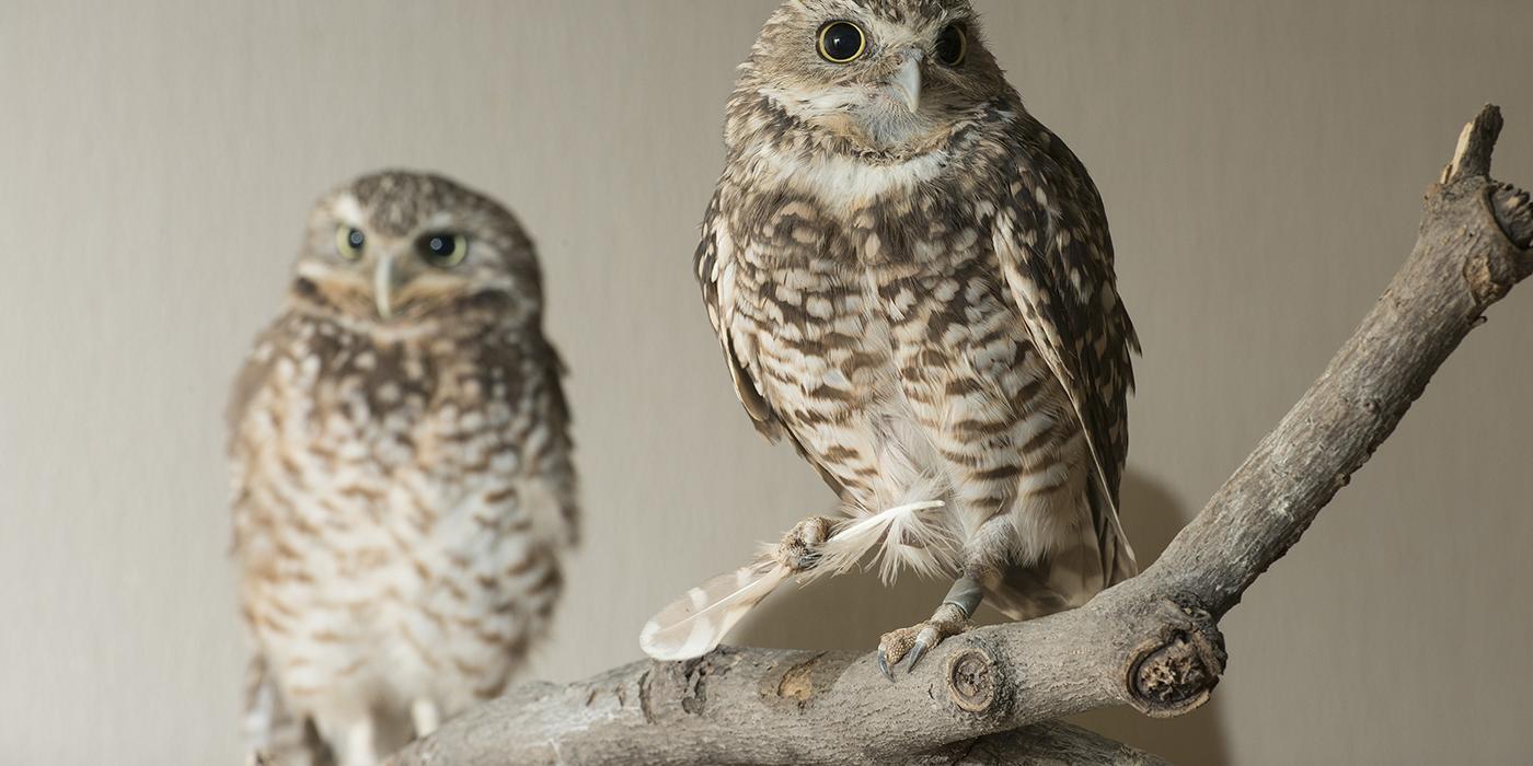 Two owls perched on a branch and facing forward. Their plumage is brown and white and they have short, hooked beaks