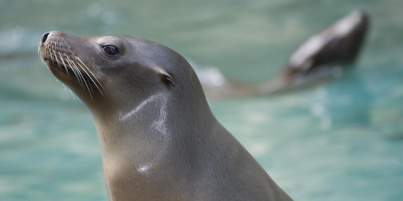 California Sea Lion