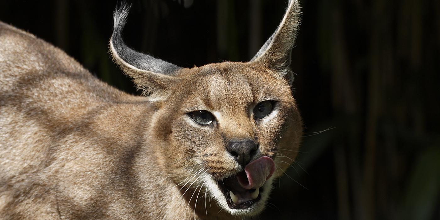 Adult caracal store