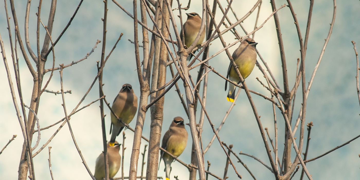 A small group of cedar waxwings perches among the branches of a tree in the Bird Friendly Coffee Farm aviary.