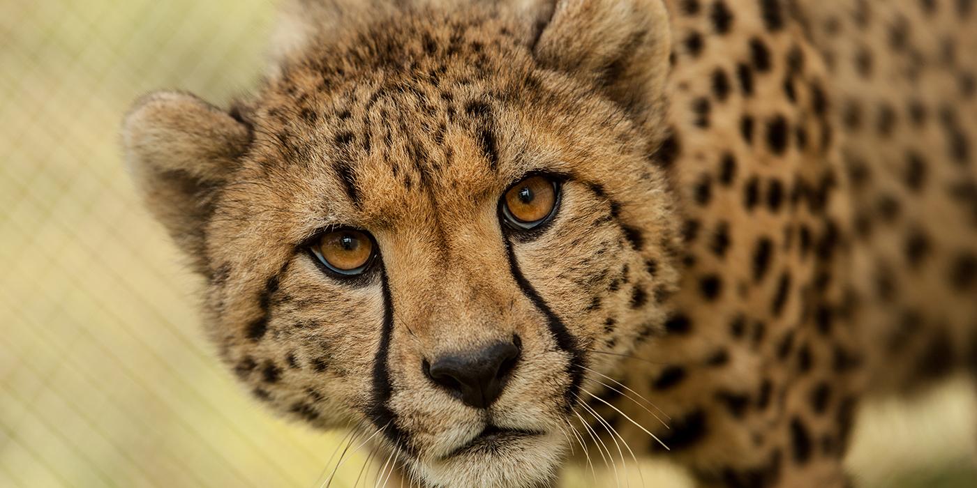 This Animal's Eyes Make Up Almost Half of Its Body