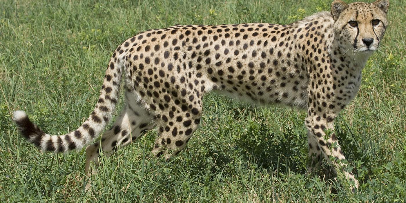 Cheetah Life Size – Foot Down – 2012