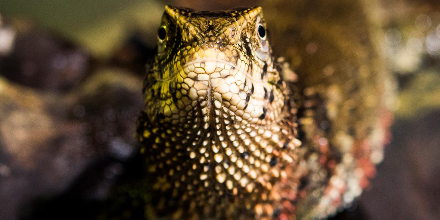 A Chinese crocodile lizard with small, pointed scales looking directly at the camera.