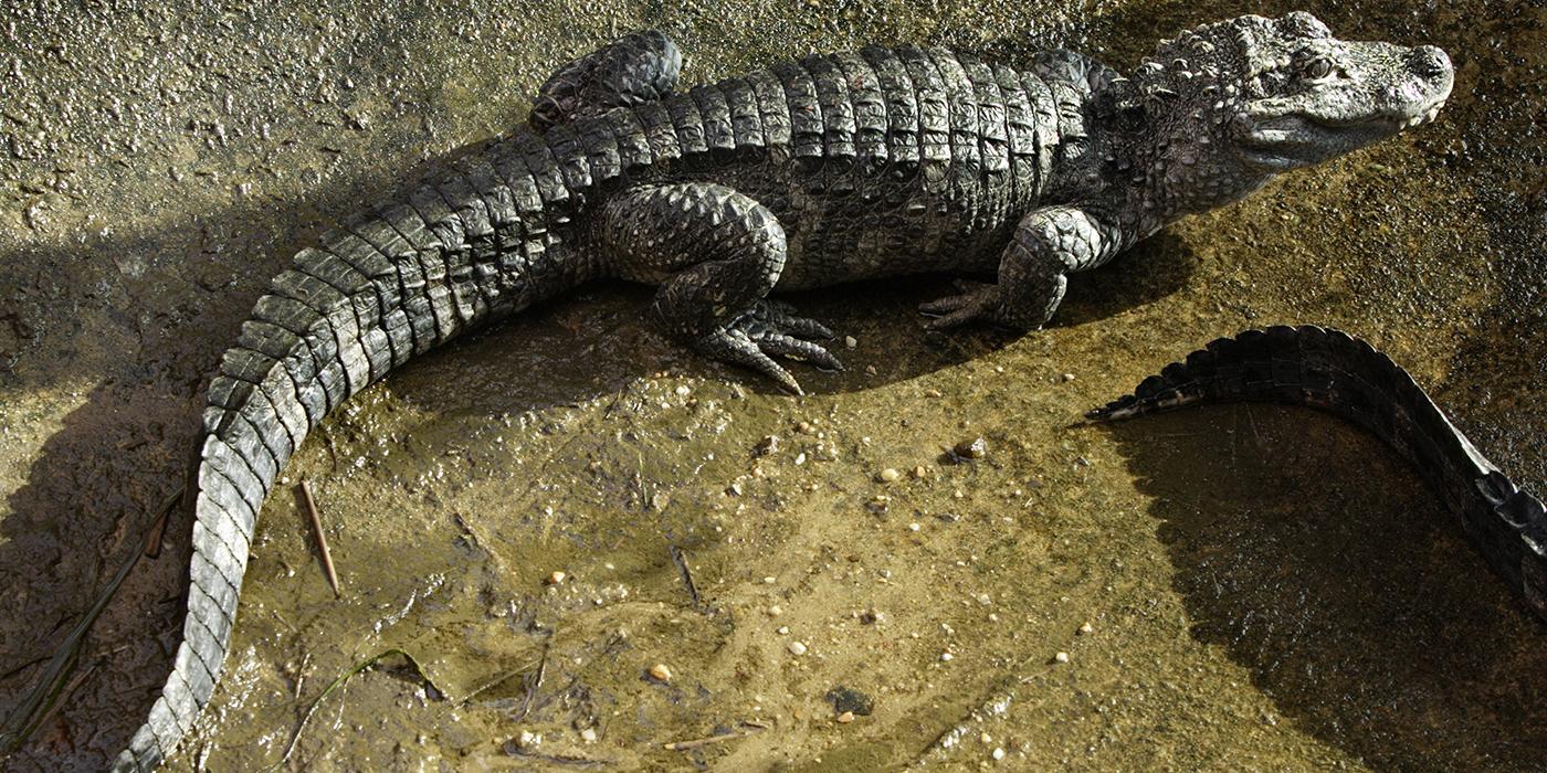 Alligator lying in its exhibit