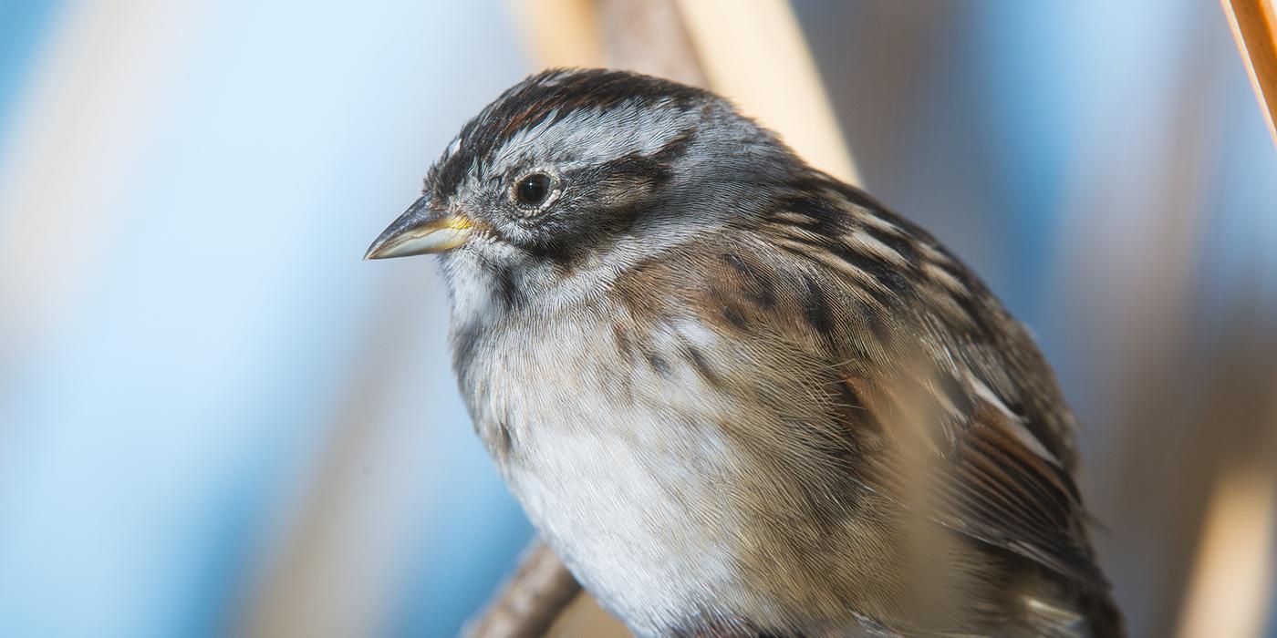 perched sparrow with a stubby, conical bill and mostly white breast with subtle hues of brown and gray on its face and back