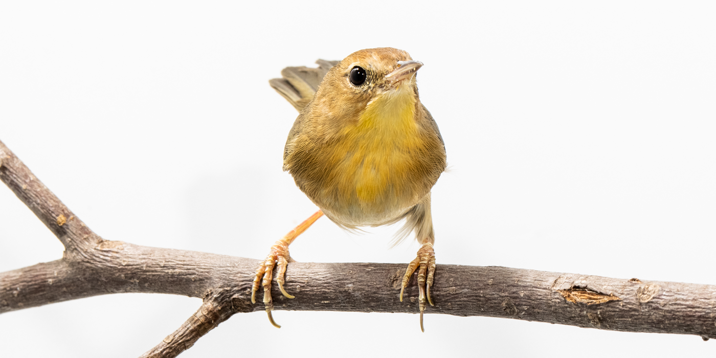 A female common yellowthroat perches on a branch. It has a yellow throat and a brown body.