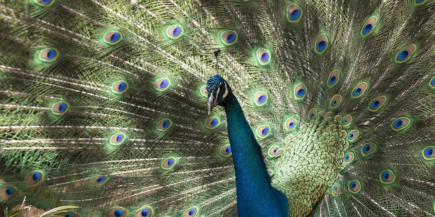 2024 Peacock