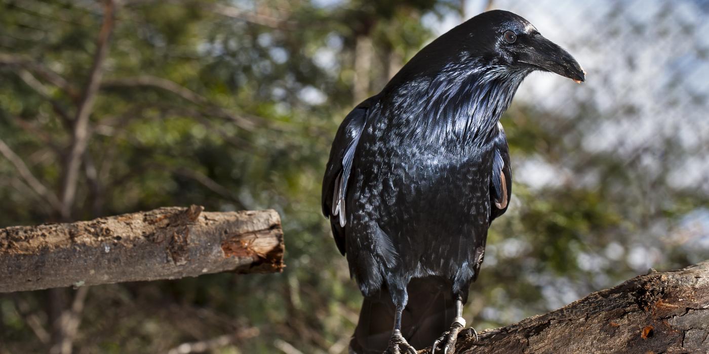 A medium-sized black bird, called a common raven, perched on a tree branch