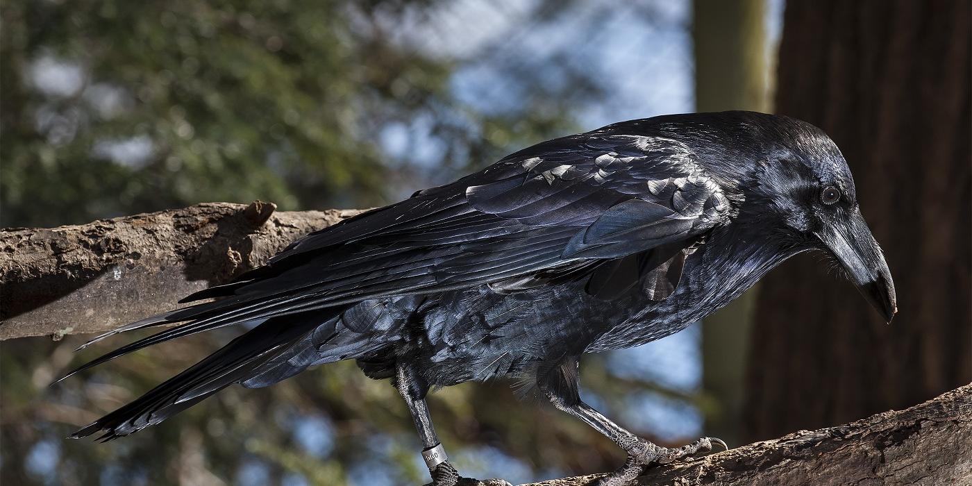 Common Raven | Smithsonian's National Zoo And Conservation Biology ...