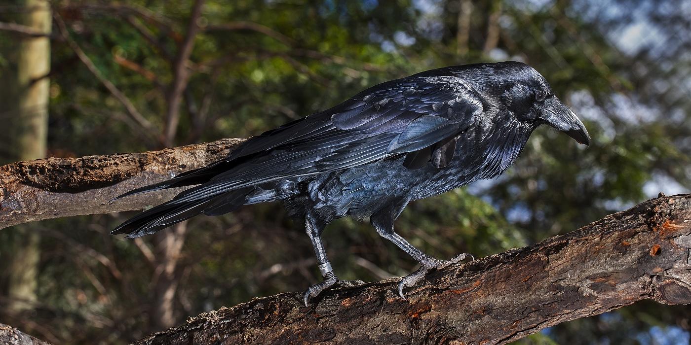 The Benefits of a Raven's Black Feathers