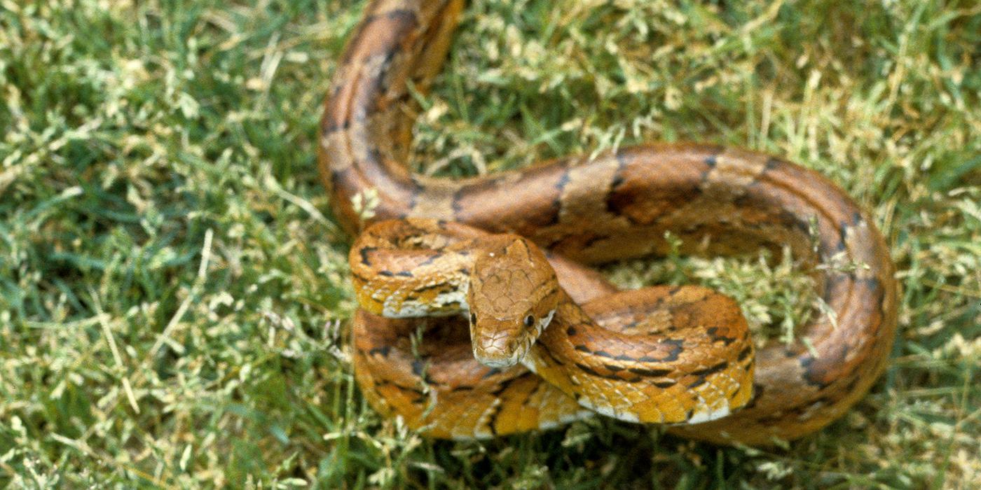 An orange-red snake with darker red spots along its body, called a corn snake, slithers through the grass with its head lifted