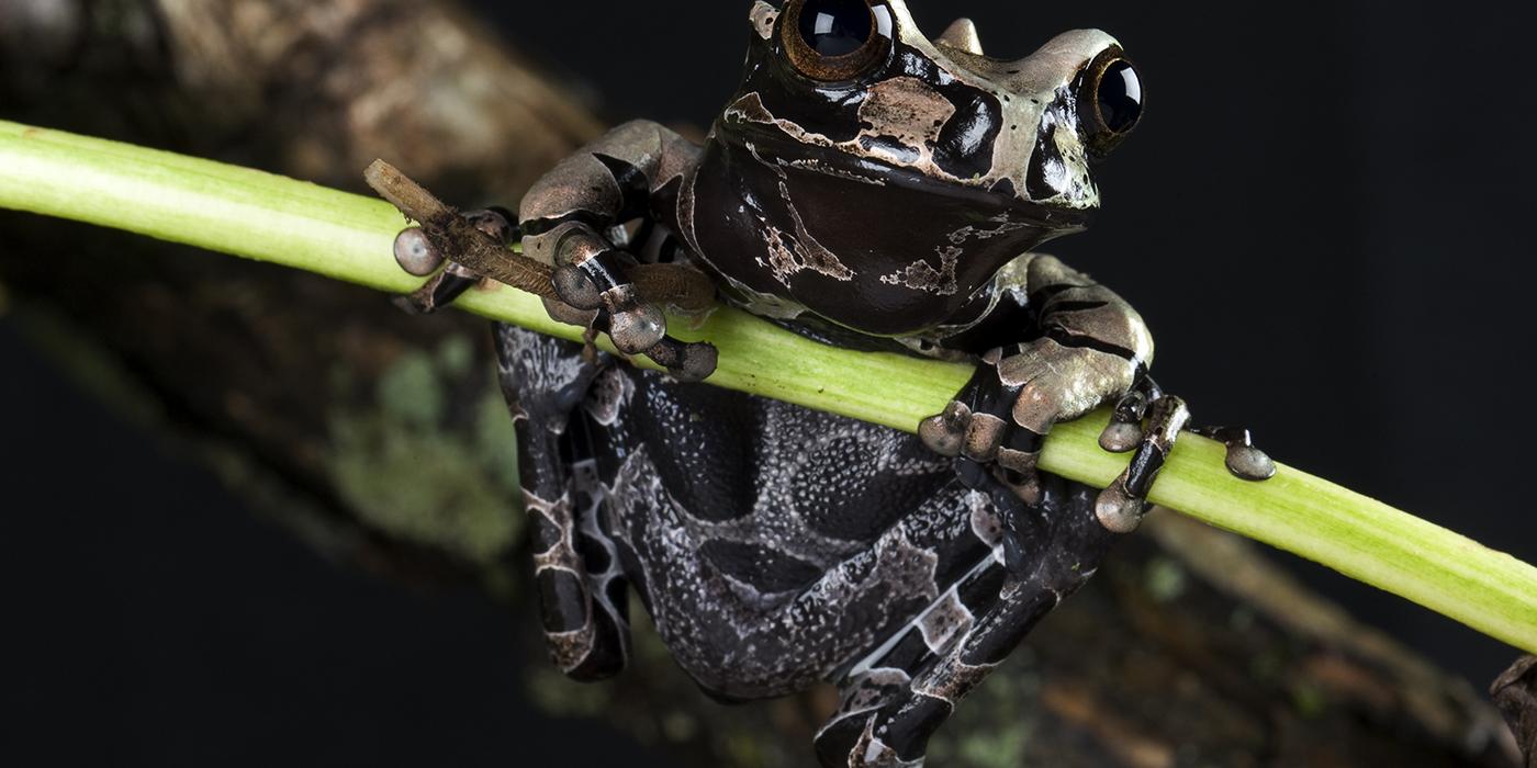 A coronated tree frog hanging onto a green stem