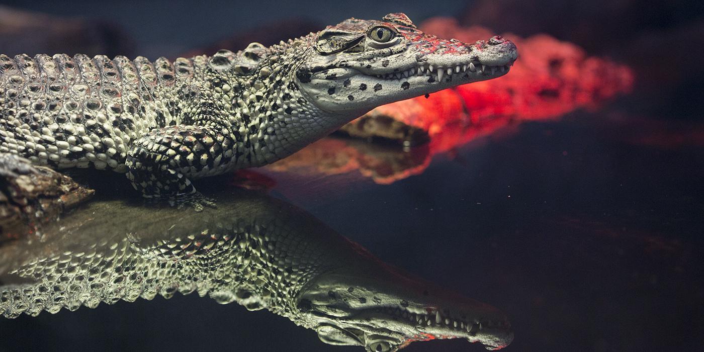 Cuban crocodile | Smithsonian's National Zoo and Conservation