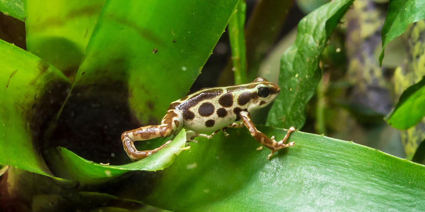 Poison frogs | Smithsonian's National Zoo and Conservation Biology