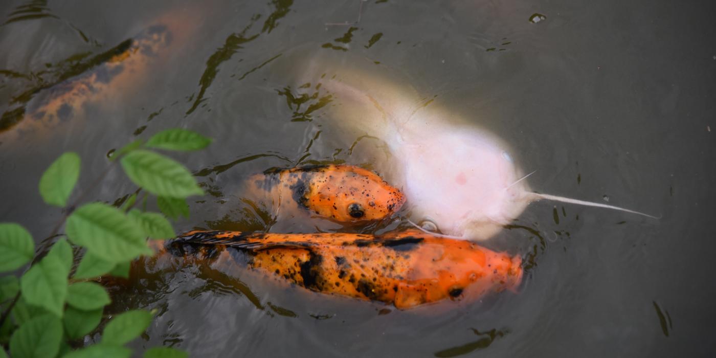 An orange and white Japanese koi fish swimming with a channel catfish in a pond