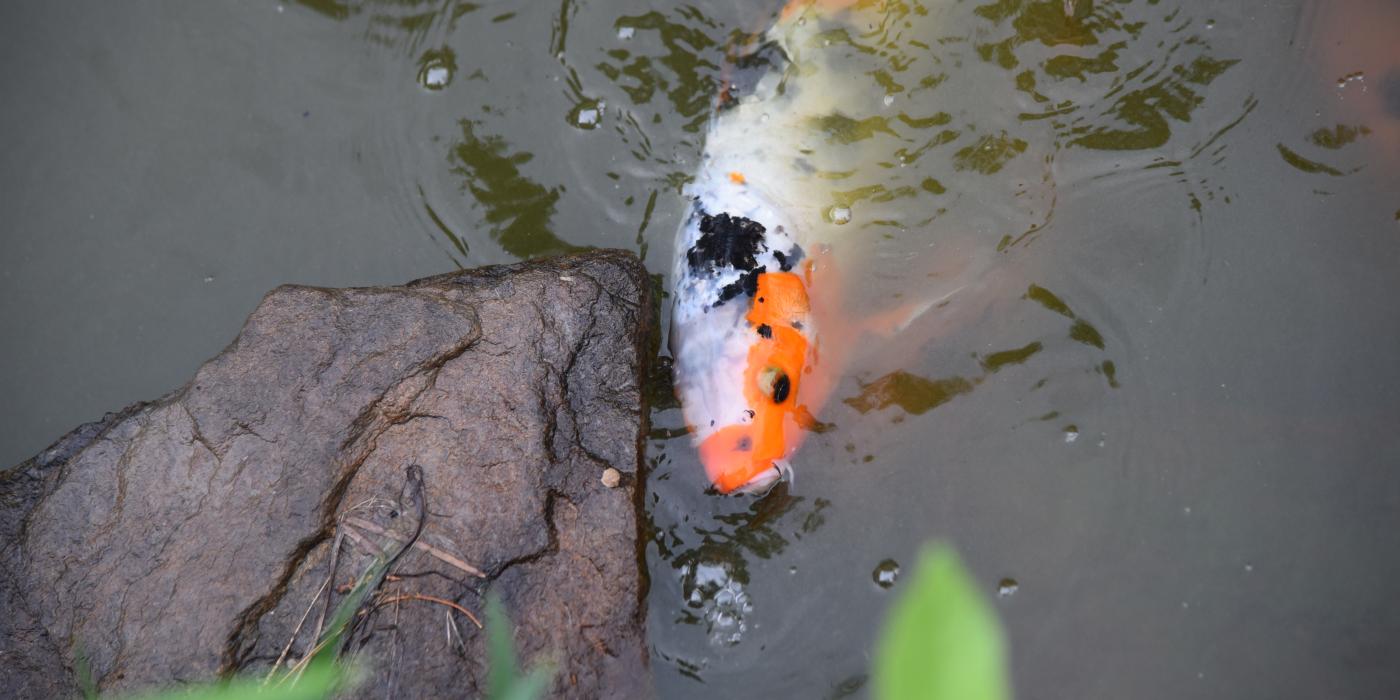 Japan fish call Carp or Koi fish colorful swimming in the pond